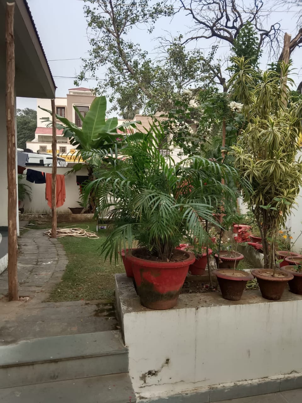 The lawn before — basic potted palms, overgrown path, bare concrete