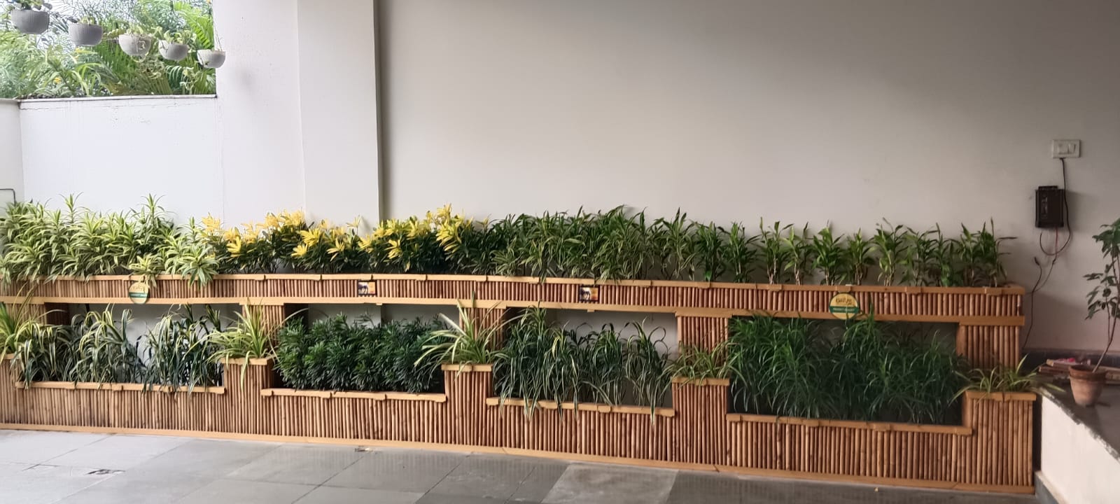 A finished two-tier bamboo planter rack with dracaena, croton, and hanging planters — fine Assam Bamboo craftsmanship